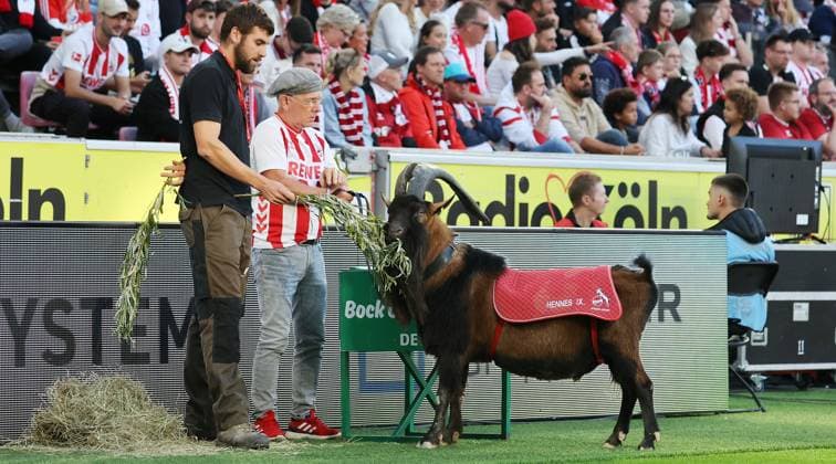 Stuttgart , Bundesliga soccer 1 FC Köln vs VfB Stuttgart, mascot Hennes at the meal According to the regulations of the DFL German Soccer League, it is prohibited to use or have used photographs taken in the stadium and or of the game in the form of sequential images and or video-like photo series