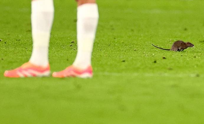 A rat is seen on the pitch. Wales v Belgium, FIFA 2026 World Cup Qualifying, Group J, Football, Cardiff City Stadium, Cardiff, Wales, UK - 13 Oct 2025Cardiff Cardiff City Stadium Wales United Kingdom EDITORIAL USE ONLY No use with unauthorised audio, video, data, fixture lists, club league logos or live services. Online in-match use limited to 120 images, no video emulation. No use in betting, games or single club league player publications. Copyright: xJamesxMarsh Shutterstockx 15523219bv
