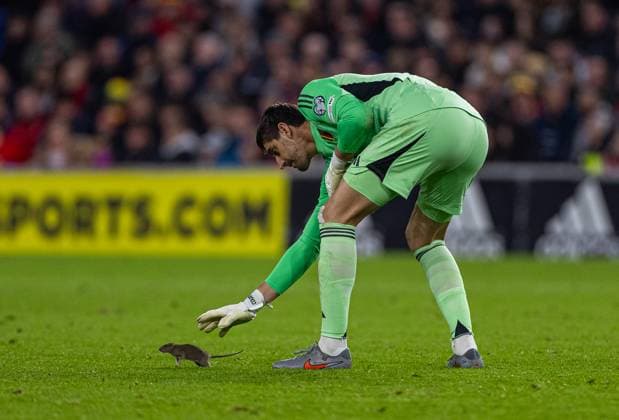 Football - FIFA World Cup, WM, Weltmeisterschaft, Fussball 2026 - Qualifying - Group J - Wales v Belgium CARDIFF, WALES - Monday, October 13, 2025: Belgium s goalkeeper Thibaut Courtois tries to pick up a rat during the FIFA World Cup Qualifying Group J match between Wales and Belgium at the Cardiff City Stadium. (Photo by David Rawcliffe Propaganda) CARDIFF Cardiff City Stadium CARDIFF WALES  Copyright: xDavidxRawcliffex P2025-10-13-Wales_Belgium-34