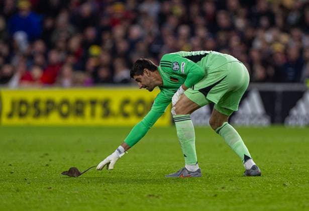 Football - FIFA World Cup, WM, Weltmeisterschaft, Fussball 2026 - Qualifying - Group J - Wales v Belgium CARDIFF, WALES - Monday, October 13, 2025: Belgium s goalkeeper Thibaut Courtois tries to pick up a rat during the FIFA World Cup Qualifying Group J match between Wales and Belgium at the Cardiff City Stadium. (Photo by David Rawcliffe Propaganda) CARDIFF Cardiff City Stadium CARDIFF WALES  Copyright: xDavidxRawcliffex P2025-10-13-Wales_Belgium-35