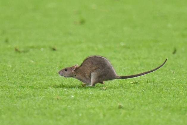 Football - 2026 FIFA World Cup, WM, Weltmeisterschaft, Fussball - European Qualifying - Group J - Matchday 8 12 - Wales vs Belgium - Cardiff City Stadium - Monday 13th October 2025 rat on the pitch COLORSPORT Winston Bynorth 