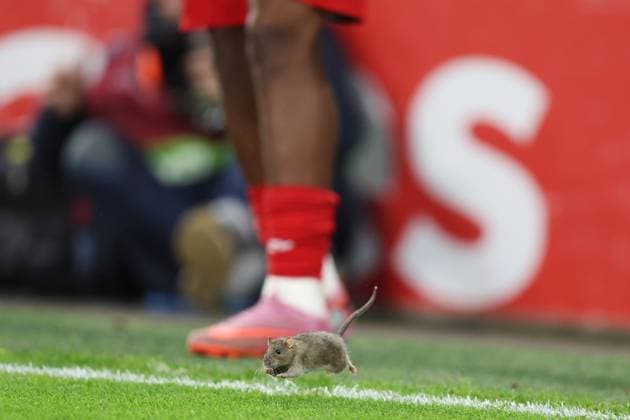 Wales gegen Belgien 13. Oktober 2025, Cardiff International Football 2026 World Cup Qualifiers, Gruppe J Wales gegen Belgien Eine Ratte läuft auf das Spielfeld Foto Charlotte Wilson Abseits Cardiff UK  Copyright: xCharlottexWilsonx xOffsidexOffside