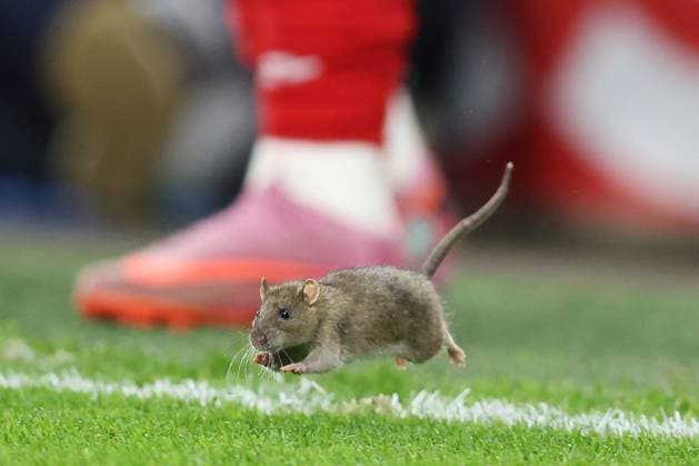 Wales v Belgium 13 October 2025, Cardiff - International Football - 2026 World Cup Qualifiers, Group J - Wales v Belgium - A rat runs onto the pitch - Photo: Charlotte Wilson Offside. Cardiff UK *** Wales gegen Belgien 13. Oktober 2025, Cardiff International Football 2026 World Cup Qualifiers, Gruppe J Wales gegen Belgien Eine Ratte läuft auf das Spielfeld Foto Charlotte Wilson Abseits Cardiff UK  Copyright: xCharlottexWilsonx xOffsidexOffside