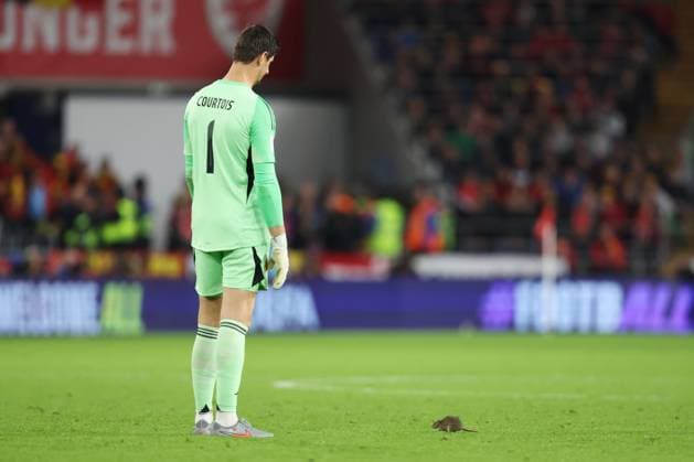 Wales gegen Belgien 13. Oktober 2025, Cardiff International Football 2026 World Cup Qualifiers, Gruppe J Wales gegen Belgien Belgiens Torhüter Thibaut Courtois schaut zu Boden, als eine Ratte auf das Spielfeld läuft Foto Charlotte Wilson Offside Cardiff UK  Copyright: xCharlottexWilsonx xOffsidexOffside