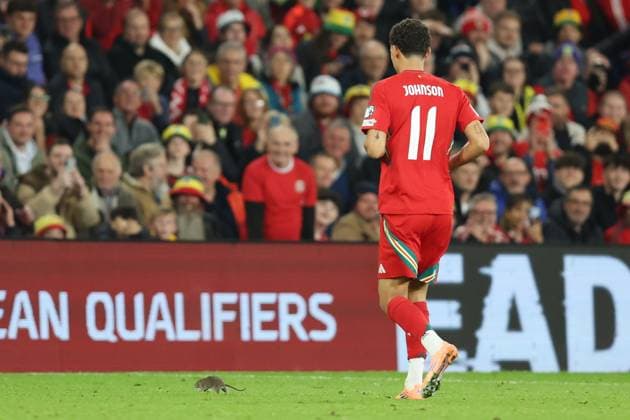 Wales gegen Belgien 13. Oktober 2025, Cardiff International Football 2026 World Cup Qualifiers, Gruppe J Wales gegen Belgien Brennan Johnson von Wales jagt eine Ratte vom Spielfeld Foto Charlotte Wilson Abseits Cardiff UK  Copyright: xCharlottexWilsonx xOffsidexOffside