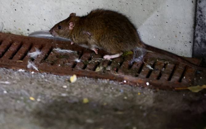 A rat seen close to the pitch after the match. Wales v Belgium, FIFA 2026 World Cup Qualifying, Group J, Football, Cardiff City Stadium, Cardiff, Wales, UK - 13 Oct 2025Cardiff Cardiff City Stadium Wales United Kingdom EDITORIAL USE ONLY No use with unauthorised audio, video, data, fixture lists, club league logos or live services. Online in-match use limited to 120 images, no video emulation. No use in betting, games or single club league player publications. Copyright: xJamesxMarsh Shutterstockx 15523219de