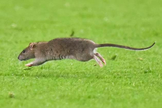 Football - 2026 FIFA World Cup, WM, Weltmeisterschaft, Fussball - European Qualifying - Group J - Matchday 8 12 - Wales vs Belgium - Cardiff City Stadium - Monday 13th October 2025 rat on the pitch COLORSPORT Winston Bynorth 