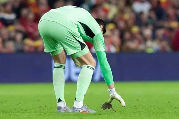 Football, World Cup qualifier, Wales - Belgium, Rat causes game interruption
