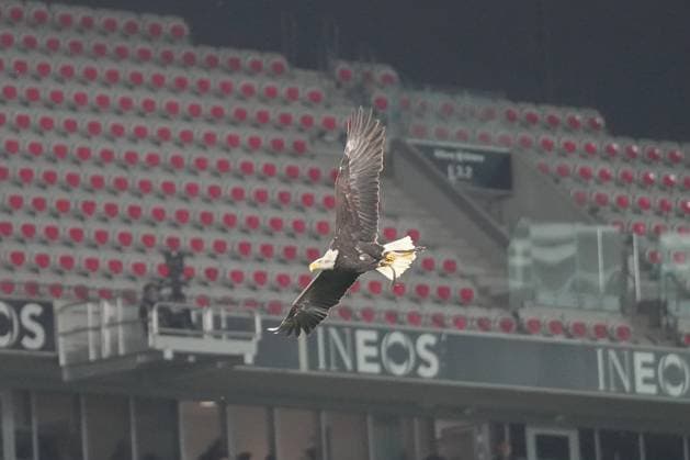 Eagle flies into the stadium , France, Football, UEFA Europa League, Matchday 4, League phase, 2025 2026, OGC Nice vs SC Freiburg, 06 11 2025, Allianz Riviera, Nice, France Nice Allianz Riviera Provence Alpes Côte d Azur, CÃ France Copyright: xArnexAmbergx