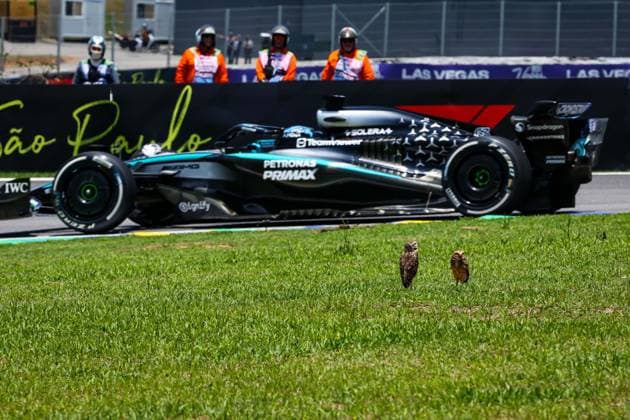 F1 - SAO PAULO GRAND PRIX 2025 Owl during the 2025 Formula 1 Grande Premio de Sao Paulo, 2025 Sao Paulo Grand Prix, 21th round of the 2025 FIA Formula One World Championship, WM, Weltmeisterschaft from November 7 to 9, 2025 on the Interlagos, in Sao Paulo, Brazil - Sao PauloBrazil  Copyright: xDPPIx