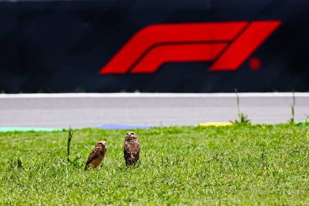 F1 - SAO PAULO GRAND PRIX 2025 Owl birds seen during the 2025 Formula 1 Grande Premio de Sao Paulo, 2025 Sao Paulo Grand Prix, 21th round of the 2025 FIA Formula One World Championship, WM, Weltmeisterschaft from November 7 to 9, 2025 on the Interlagos, in Sao Paulo, Brazil - Sao PauloBrazil  Copyright: xFLORENTxGOODENx