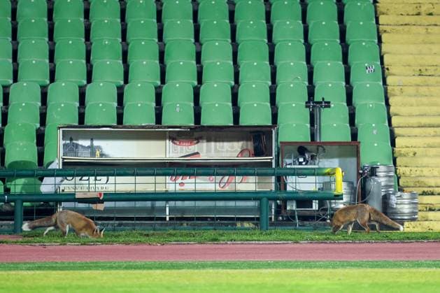 Fox is seen during the training session of BiH at Kosevo Stadium Fox is seen during the training session of Bosnia and Herzegovina at Kosevo Stadium in Sarajevo, Bosnia and Herzegovina, on November 11, 2025.  ArminxDurgut PIXSELL