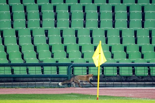 Fox is seen during the training session of BiH at Kosevo Stadium Fox is seen during the training session of Bosnia and Herzegovina at Kosevo Stadium in Sarajevo, Bosnia and Herzegovina, on November 11, 2025.  ArminxDurgut PIXSELL
