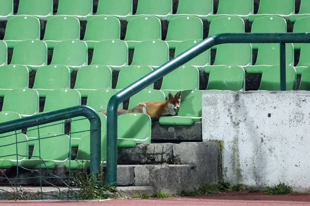 Fox is seen during the training session of BiH at Kosevo Stadium Fox is seen during the training session of Bosnia and Herzegovina at Kosevo Stadium in Sarajevo, Bosnia and Herzegovina, on November 11, 2025.  ArminxDurgut PIXSELL