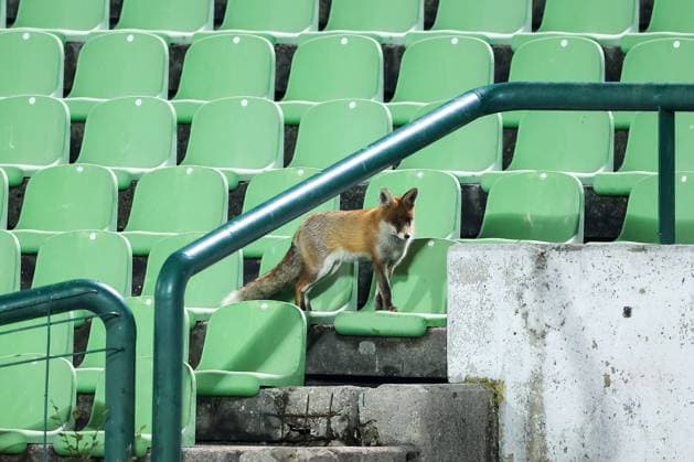 Fox is seen during the training session of BiH at Kosevo Stadium Fox is seen during the training session of Bosnia and Herzegovina at Kosevo Stadium in Sarajevo, Bosnia and Herzegovina, on November 11, 2025.  ArminxDurgut PIXSELL
