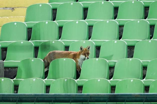 Fox is seen during the training session of BiH at Kosevo Stadium Fox is seen during the training session of Bosnia and Herzegovina at Kosevo Stadium in Sarajevo, Bosnia and Herzegovina, on November 11, 2025.  ArminxDurgut PIXSELL