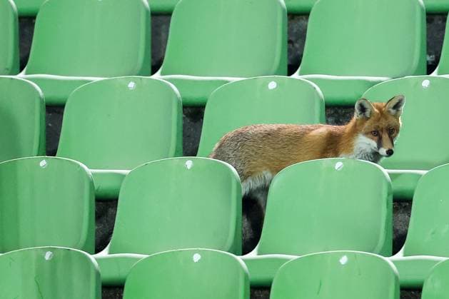 Fox is seen during the training session of BiH at Kosevo Stadium Fox is seen during the training session of Bosnia and Herzegovina at Kosevo Stadium in Sarajevo, Bosnia and Herzegovina, on November 11, 2025.  ArminxDurgut PIXSELL