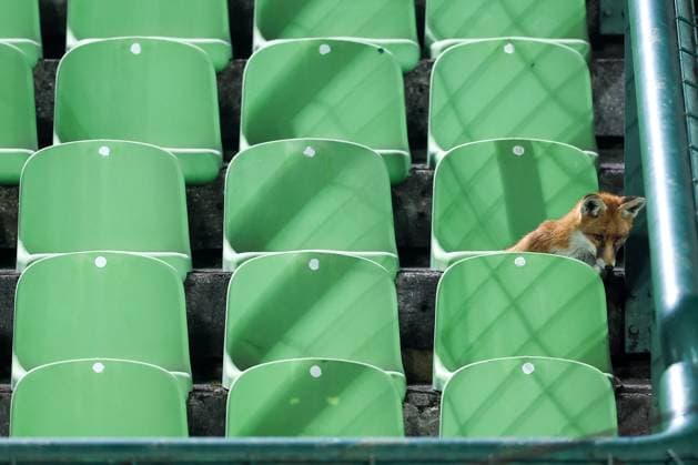 Fox is seen during the training session of BiH at Kosevo Stadium Fox is seen during the training session of Bosnia and Herzegovina at Kosevo Stadium in Sarajevo, Bosnia and Herzegovina, on November 11, 2025.  ArminxDurgut PIXSELL