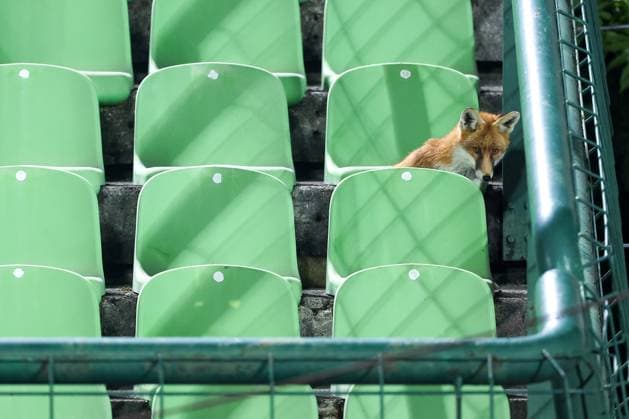 Fox is seen during the training session of BiH at Kosevo Stadium Fox is seen during the training session of Bosnia and Herzegovina at Kosevo Stadium in Sarajevo, Bosnia and Herzegovina, on November 11, 2025.  ArminxDurgut PIXSELL