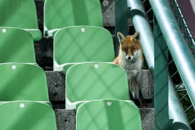 Fox is seen during the training session of BiH at Kosevo Stadium Fox is seen during the training session of Bosnia and Herzegovina at Kosevo Stadium in Sarajevo, Bosnia and Herzegovina, on November 11, 2025.  ArminxDurgut PIXSELL