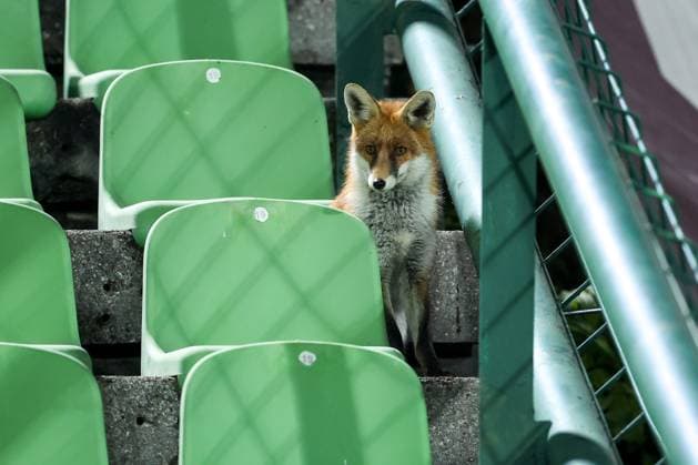 Fox is seen during the training session of BiH at Kosevo Stadium Fox is seen during the training session of Bosnia and Herzegovina at Kosevo Stadium in Sarajevo, Bosnia and Herzegovina, on November 11, 2025.  ArminxDurgut PIXSELL