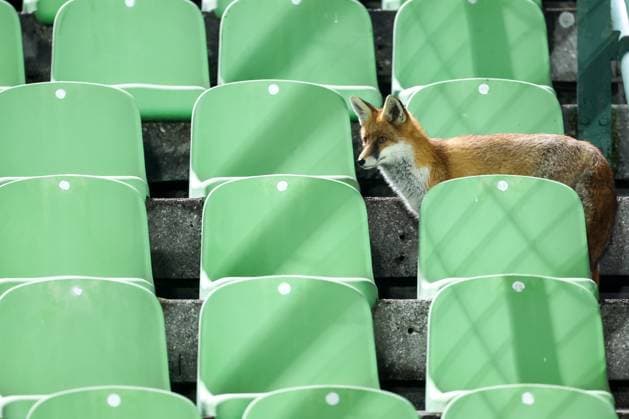 Fox is seen during the training session of BiH at Kosevo Stadium Fox is seen during the training session of Bosnia and Herzegovina at Kosevo Stadium in Sarajevo, Bosnia and Herzegovina, on November 11, 2025.  ArminxDurgut PIXSELL