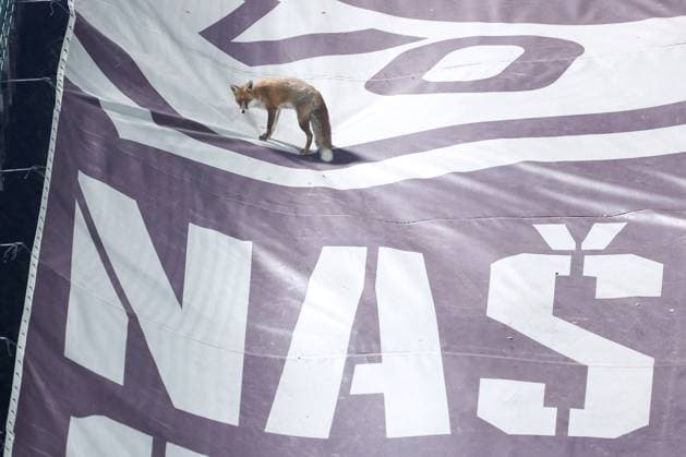 Fox is seen during the training session of BiH at Kosevo Stadium Fox is seen during the training session of Bosnia and Herzegovina at Kosevo Stadium in Sarajevo, Bosnia and Herzegovina, on November 11, 2025.  ArminxDurgut PIXSELL