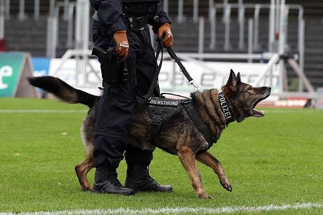 15 11 2025, xrekx, Fußball Regionalliga Suedwest, FC Homburg SV Sandhausen v l Platzsturm Sandhausen Fans, Polizei, Polizeihund DFL DFB REGULATIONS PROHIBIT ANY USE OF PHOTOGRAPHS as IMAGE SEQUENCES and or QUASI VIDEO Homburg