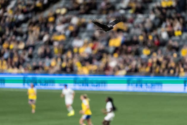251202 A bird flying over the pitch during the Women s Nations League bronze medal second leg match between Sweden and France on December 2, 2025 in Stockholm. Photo: Joel Marklund BILDBYRAN kod JM JM0754 bbeng fotboll football soccer fotball nations league uefa womens nations league bronsmatch bronze medal match dam sverige sweden frankrike france crow  Copyright: JOELxMARKLUND BB251202JM038
