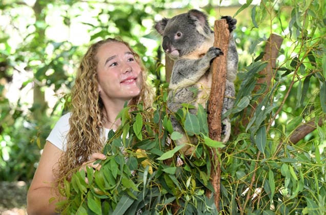 TENNIS ANDREEVA KOALA SANCTUARY, World No.9 tennis player Mirra Andreeva is seen with a Koala during a visit to Lone Pine Koala Sanctuary ahead of the Brisbane International in Brisbane, Wednesday, December 31, 2025. ( NO ARCHIVING Brisbane Queensland Australia  Copyright: xDarrenxEnglandx 20251231141412884470