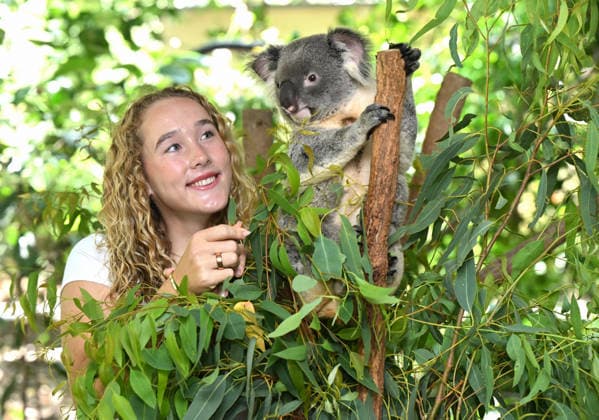 TENNIS ANDREEVA KOALA SANCTUARY, World No.9 tennis player Mirra Andreeva is seen with a Koala during a visit to Lone Pine Koala Sanctuary ahead of the Brisbane International in Brisbane, Wednesday, December 31, 2025. ( NO ARCHIVING Brisbane Queensland Australia  Copyright: xDarrenxEnglandx 20251231130014567163