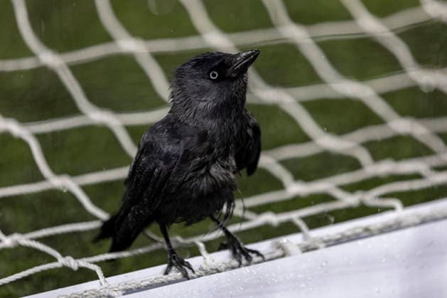 6th February 2026; Elland Road, Leeds, Yorkshire, England; Premier League Football, Leeds United versus Nottingham Forest; A blackbird lands on the net during the warm up  TimxWilliams Content restricted for UK based newspaper