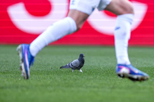 15 02 2026, Football, VfL Bochum SC Paderborn 07, 2 Fußball Bundesliga, 22 Matchday, Vonovia Ruhrstadion, Season 2025 2026 A pigeon in the penalty area on the pitch DFB regulations prohibit any use of photographs as image sequences and or quasi video Nordrhein Westfalen Germany