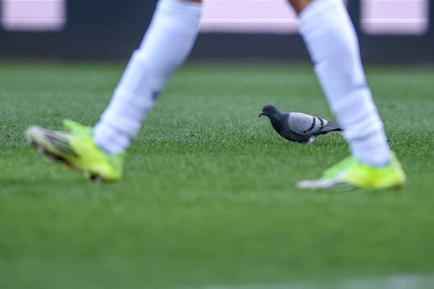 15 02 2026, Football, VfL Bochum SC Paderborn 07, 2 Fußball Bundesliga, 22 Matchday, Vonovia Ruhrstadion, Season 2025 2026 A pigeon in the penalty area on the pitch DFB regulations prohibit any use of photographs as image sequences and or quasi video Nordrhein Westfalen Germany