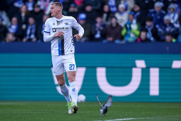 15 02 2026, Football, VfL Bochum SC Paderborn 07, 2 Fußball Bundesliga, 22 Matchday, Vonovia Ruhrstadion, Season 2025 2026 A pigeon in the penalty area on the pitch next to Steffen Tigges SC Paderborn 27 DFB regulations prohibit any use of photographs as image sequences and or quasi video North Rhine-Westphalia Germany