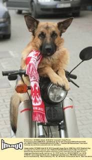 Football, EURO 2012, German Shepherd as a fan of the Polish national team