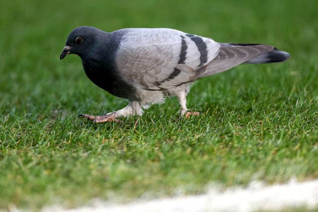 15 02 2026, Football, VfL Bochum SC Paderborn 07, 2 Fußball Bundesliga, 22 Matchday, Vonovia Ruhrstadion, Season 2025 2026 A pigeon on the pitch DFB regulations prohibit any use of photographs as image sequences and or quasi video North Rhine-Westphalia Germany
