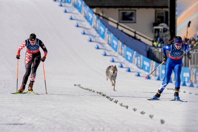 Winter Olympics in Milan Cortina 2026 Val di Fiemme, Italy 20260218. A dog on the trail during the cross-country team sprint at Lago di Tesero during the Winter Olympics in Milano Cortina 2026. Photo: Terje Pedersen NTB Val di Fiemme Italy EDITORIAL USE ONLY. RESTRICTED USE FOR BETTING COMPANIES Ref:_SPOo9pE8tGbfUM.jpg *** Winter Olympics in Milan Cortina 2026 Val di Fiemme, Italy 20260218 A dog on the trail during the cross country team sprint at Lago di Tesero during the Winter Olympics in Milan Cortina 2026 Photo Terje Pedersen NTB Val di Fiemme Italy EDITORIAL USE ONLY RESTRICTED USE FOR BETTING COMPANIES  Copyright: xTerjexPedersenx xNTBx