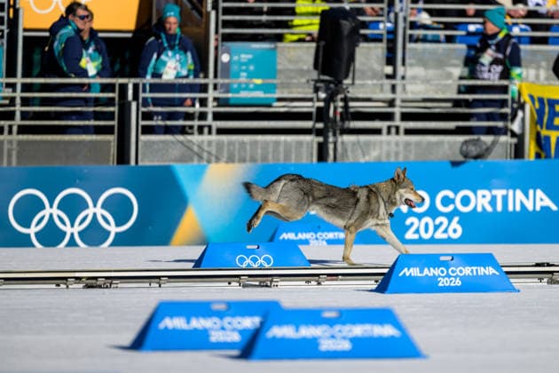 260218 A dog on the tracks in the women s free technique team sprint cross-country skiing qualification during day 12 of the 2026 Winter Olympics on February 18, 2026 in Val di Fiemme. Photo: Maxim Thore BILDBYRAN kod MT MT0993 skidor cross-country skiing langrenn Olympic Games, Olympische Spiele, Olympia, OS olympics winter olympics os ol olympiska spel vinter-os olympiske leker milano cortina 2026 milan cortina 2026 milano cortina 2026 olympic games milano cortina 2026 winter olympic games milano cortina-os milano cortina-ol vinter-ol 12 bbeng teamsprint hund *** 260218 A dog on the tracks in the women s free technique team sprint cross country skiing qualification during day 12 of the 2026 Winter Olympics on February 18, 2026 in Val di Fiemme Photo Maxim Thore BILDBYRAN kod MT MT0993 skidor cross country skiing langrenn olympic games olympics winter olympics os ol olympiska spel vinter os olympiske leker milano cortina 2026 milan cortina 2026 milano cortina 2026 olympic games milano cortina 2026 winter olympic games milano cortina os milano cortina ol vinter ol 12 bbeng teamsprint hund  Copyright: MAXIMxTHORE BB260218MT009