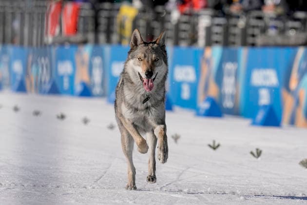 Winter Olympics in Milan Cortina 2026 Val di Fiemme, Italy 20260218. A dog on the trail during the cross-country team sprint at Lago di Tesero during the Winter Olympics in Milano Cortina 2026. Photo: Terje Pedersen NTB Val di Fiemme Italy EDITORIAL USE ONLY. RESTRICTED USE FOR BETTING COMPANIES Ref:_SPOwH1Cf1JSJFc.jpg *** Winter Olympics in Milan Cortina 2026 Val di Fiemme, Italy 20260218 A dog on the trail during the cross country team sprint at Lago di Tesero during the Winter Olympics in Milan Cortina 2026 Photo Terje Pedersen NTB Val di Fiemme Italy EDITORIAL USE ONLY RESTRICTED USE FOR BETTING COMPANIES  Copyright: xTerjexPedersenx xNTBx