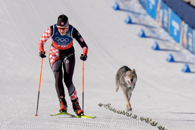 Winter Olympics in Milan Cortina 2026 Val di Fiemme, Italy 20260218. A dog runs next to Tena Hadzic from Croatia during the cross-country team sprint on Lago di Tesero during the Winter Olympics in Milano Cortina 2026. Photo: Terje Pedersen NTB Val di Fiemme Italy EDITORIAL USE ONLY. RESTRICTED USE FOR BETTING COMPANIES Ref:_SPOjO16CDXbOf0.jpg *** Winter Olympics in Milan Cortina 2026 Val di Fiemme, Italy 20260218 A dog runs next to Tena Hadzic from Croatia during the cross country team sprint on Lago di Tesero during the Winter Olympics in Milano Cortina 2026 Photo Terje Pedersen NTB Val di Fiemme Italy EDITORIAL USE ONLY RESTRICTED USE FOR BETTING COMPANIES  Copyright: xTerjexPedersenx xNTBx
