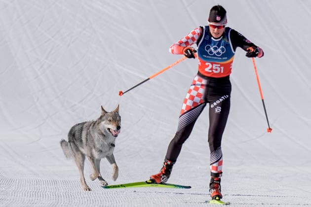 Winter Olympics in Milan Cortina 2026 Val di Fiemme, Italy 20260218. A dog runs next to Tena Hadzic from Croatia during the cross-country team sprint on Lago di Tesero during the Winter Olympics in Milano Cortina 2026. Photo: Terje Pedersen NTB Val di Fiemme Italy EDITORIAL USE ONLY. RESTRICTED USE FOR BETTING COMPANIES Ref:_SPOdV4flu9JLVQ.jpg *** Winter Olympics in Milan Cortina 2026 Val di Fiemme, Italy 20260218 A dog runs next to Tena Hadzic from Croatia during the cross country team sprint on Lago di Tesero during the Winter Olympics in Milano Cortina 2026 Photo Terje Pedersen NTB Val di Fiemme Italy EDITORIAL USE ONLY RESTRICTED USE FOR BETTING COMPANIES  Copyright: xTerjexPedersenx xNTBx