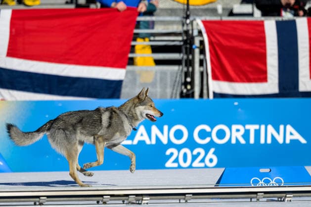 260218 A dog on the tracks in the women s free technique team sprint cross-country skiing qualification during day 12 of the 2026 Winter Olympics on February 18, 2026 in Val di Fiemme. Photo: Maxim Thore BILDBYRAN kod MT MT0993 skidor cross-country skiing langrenn Olympic Games, Olympische Spiele, Olympia, OS olympics winter olympics os ol olympiska spel vinter-os olympiske leker milano cortina 2026 milan cortina 2026 milano cortina 2026 olympic games milano cortina 2026 winter olympic games milano cortina-os milano cortina-ol vinter-ol 12 bbeng teamsprint hund *** 260218 A dog on the tracks in the women s free technique team sprint cross country skiing qualification during day 12 of the 2026 Winter Olympics on February 18, 2026 in Val di Fiemme Photo Maxim Thore BILDBYRAN kod MT MT0993 skidor cross country skiing langrenn olympic games olympics winter olympics os ol olympiska spel vinter os olympiske leker milano cortina 2026 milan cortina 2026 milano cortina 2026 olympic games milano cortina 2026 winter olympic games milano cortina os milano cortina ol vinter ol 12 bbeng teamsprint hund  Copyright: MAXIMxTHORE BB260218MT020