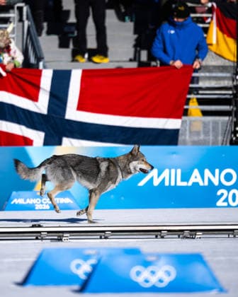 260218 A dog named Nazgul enters the track at the women s free technique team sprint cross-country skiing qualification during day 12 of the 2026 Winter Olympics on February 18, 2026 in Val di Fiemme. Photo: Maxim ThorÃ BILDBYRAN kod MT MT0993 skidor cross-country skiing langrenn Olympic Games, Olympische Spiele, Olympia, OS olympics winter olympics os ol olympiska spel vinter-os olympiske leker milano cortina 2026 milan cortina 2026 milano cortina 2026 olympic games milano cortina 2026 winter olympic games milano cortina-os milano cortina-ol vinter-ol 12 bbeng teamsprint topx *** 260218 A dog named Nazgul enters the track at the women s free technique team sprint cross country skiing qualification during day 12 of the 2026 Winter Olympics on February 18, 2026 in Val di Fiemme Photo Maxim ThorÃ BILDBYRAN code MT MT0993 skiing cross country skiing cross country olympic games olympics winter olympics os ol olympic games winter os olympic games milano cortina 2026 milan cortina 2026 milano cortina 2026 olympic games milano cortina 2026 winter olympic games milano cortina os milano cortina ol winter ol 12 bbeng teamsprint topx  Copyright: MAXIMxTHORE BB260218MT154