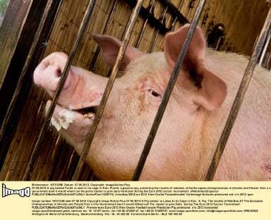Football, EURO 2012, Pigs Oracle in Ukraine