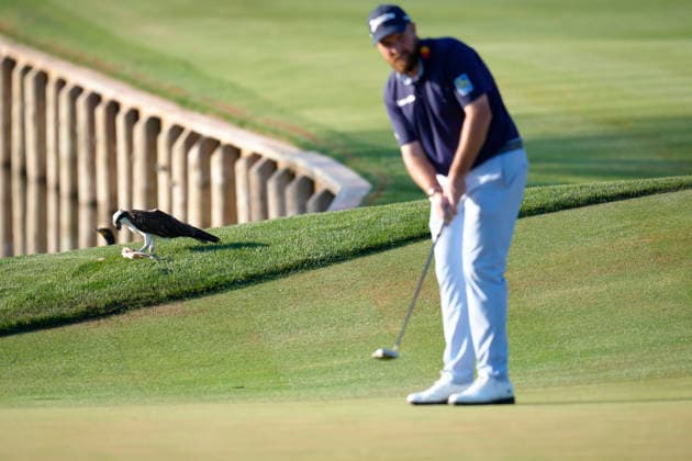 March 12, 2026, Ponte Vedra, Florida, USA: March 12, 2026, Ponte Vedra, Florida.An Osprey feasts on a fish while Shane Lowry (Northern Ireland) putts on the 16th hole during the first round of The PLAYERS Championship at TPC Sawgrass. PGA, Golf Herren Tour 2026: The PLAYERS Championship  - ZUMAd212 20260312_zsp_d212_061 Copyright: xRichardxDolex