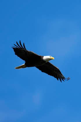 March 14, 2026, Ponte Vedra, Florida, USA: March 14, 2026, Ponte Vedra, Florida.A bald eagle flies about the stadium course during the third round of The PLAYERS Championship at TPC Sawgrass. PGA, Golf Herren Tour 2026: The PLAYERS Championship  - ZUMAd212 20260314_zsp_d212_008 Copyright: xRichardxDolex