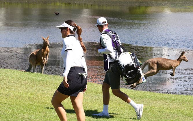 GOLF AUSTRALIAN WPGA, Australia s Hannah Green walks past kangaroos on the 6th hole during the 2nd round of the 2026 Australian WPGA Championship at Sanctuary Cove Golf and Country Club on the Gold Coast, Friday March 20, 2026. ( NO ARCHIVING, EDITORIAL USE ONLY GOLD COAST QUEENSLAND AUSTRALIA  Copyright: xx 20260320148609859843