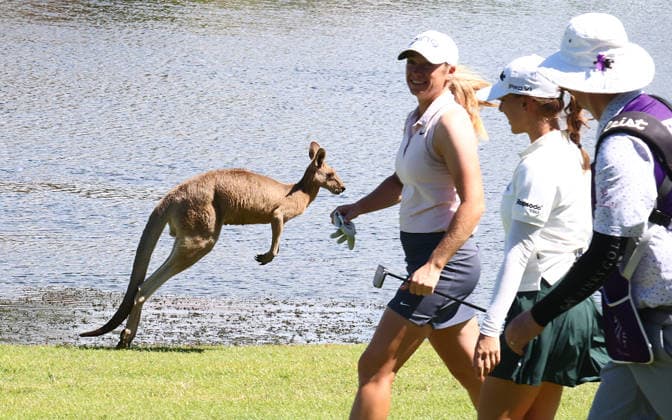 GOLF AUSTRALIAN WPGA, New Zealand s Amelia Garvey walks past kangaroos on the 6th hole during the 2nd round of the 2026 Australian WPGA Championship at Sanctuary Cove Golf and Country Club on the Gold Coast, Friday March 20, 2026. ( NO ARCHIVING, EDITORIAL USE ONLY GOLD COAST QUEENSLAND AUSTRALIA  Copyright: xx 20260320176974367028