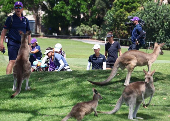 GOLF AUSTRALIAN WPGA, Australia s Hannah Green and Germany s Alexandra Försterling are surrounded by kangaroos during the 3rd round of the 2026 Australian WPGA Championship at Sanctuary Cove Golf and Country Club on the Gold Coast, Saturday March 21, 2026. ( NO ARCHIVING, EDITORIAL USE ONLY GOLD COAST QUEENSLAND AUSTRALIA  Copyright: xx 20260321139442104994